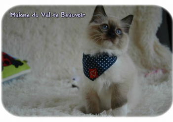 femelle seal point-mitted - Chatterie Ragdolls du Val de Beauvoir